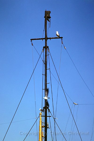 DSC00013 CT-Moeven auf Mast